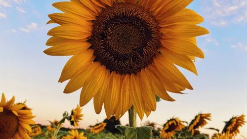 Sunflower field under blue sky during daytime.